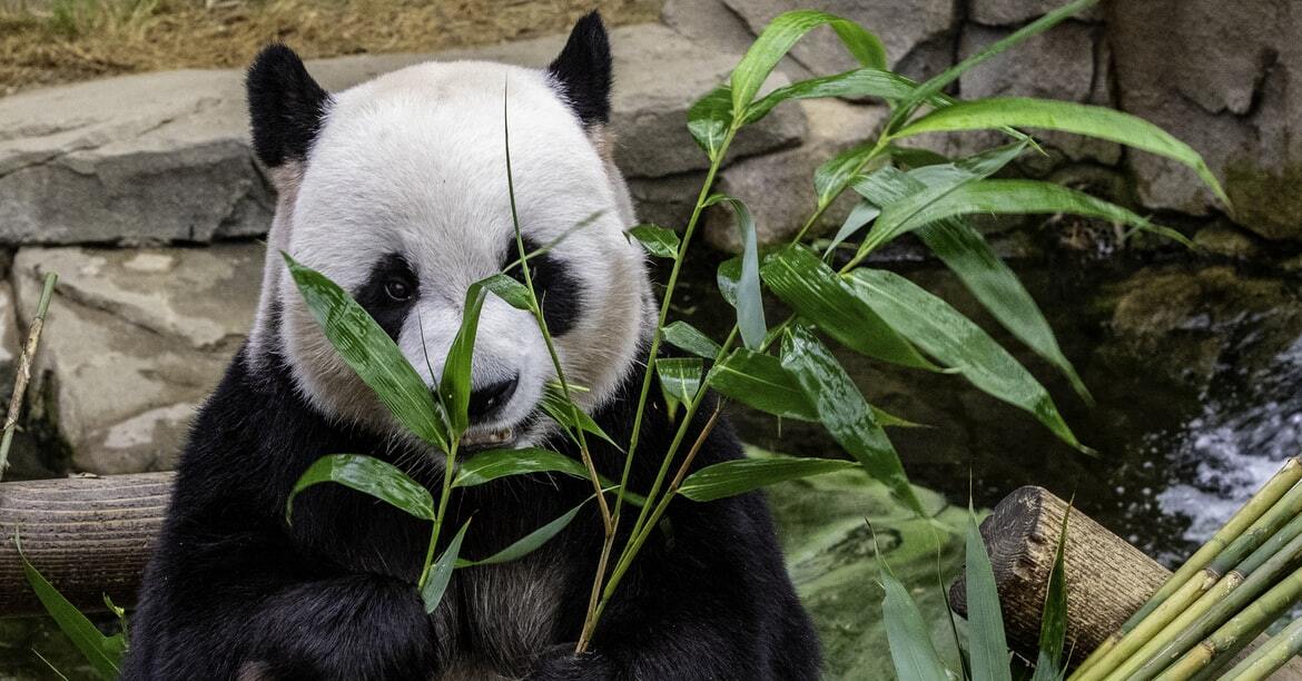 Why Bamboo ?